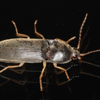 Monocrepidus (genus) (Click beetle) at Ainslie, ACT - 25 Nov 2019 by jb2602