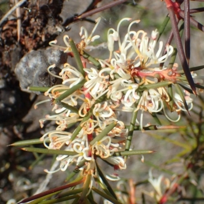 Hakea decurrens subsp. decurrens (Bushy Needlewood) at O'Connor, ACT - 30 Jun 2020 by RWPurdie