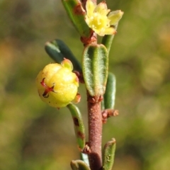 Phyllanthus occidentalis at O'Connor, ACT - 30 Jun 2020