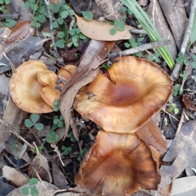 Cortinarius sp. (Cortinarius) at Callala Beach, NSW - 27 May 2020 by ADL