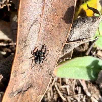 Jotus auripes (Jumping spider) at Booth, ACT - 24 Jun 2020 by KMcCue