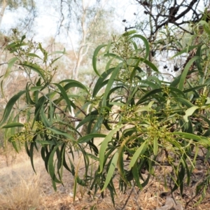 Acacia implexa at Belconnen, ACT - 14 Jan 2020