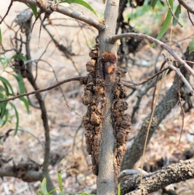 Uromycladium implexae at Belconnen, ACT - 14 Jan 2020 by KenT