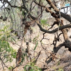 Uromycladium implexae at Belconnen, ACT - 14 Jan 2020