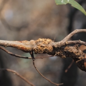 Uromycladium implexae at Belconnen, ACT - 14 Jan 2020