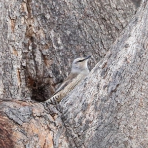 Climacteris picumnus victoriae at Tharwa, ACT - 30 Jun 2020