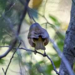 Pachycephala olivacea (Olive Whistler) at Paddys River, ACT - 2 Jun 2020 by JohnHurrell