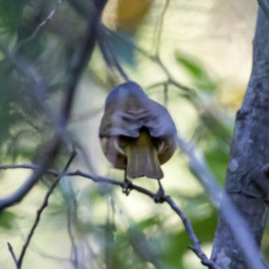 Pachycephala olivacea at Paddys River, ACT - suppressed