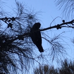 Calyptorhynchus lathami lathami (Glossy Black-Cockatoo) at Hackett, ACT - 25 Jun 2020 by JochenZeil