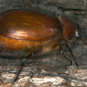 Colpochila sp. (genus) at Majura, ACT - 26 Nov 2019