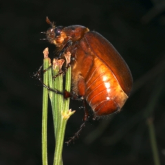 Colpochila sp. (genus) at Majura, ACT - 26 Nov 2019 09:37 PM