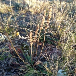 Plantago gaudichaudii at Giralang, ACT - 30 Jun 2020