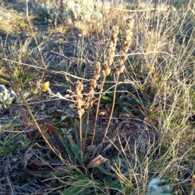 Plantago gaudichaudii (Narrow Plantain) at Giralang, ACT - 30 Jun 2020 by ElizaL