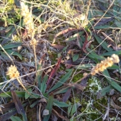 Plantago gaudichaudii at Giralang, ACT - 30 Jun 2020