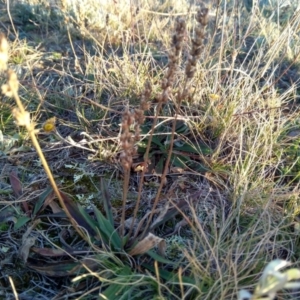 Plantago gaudichaudii at Giralang, ACT - 30 Jun 2020