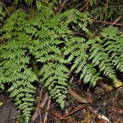 Histiopteris incisa (Bat's-Wing Fern) at Robertson, NSW - 30 Jun 2020 by plants