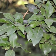 Notelaea venosa (Large Mock Olive) at Robertson, NSW - 30 Jun 2020 by plants