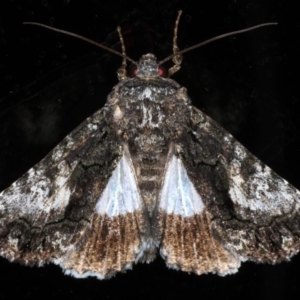 Aedia leucomelas acronyctoides at Ainslie, ACT - 27 Nov 2019 09:21 PM