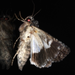 Aedia leucomelas acronyctoides at Ainslie, ACT - 27 Nov 2019 09:21 PM