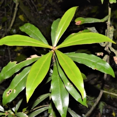 Tasmannia insipida (Brush Pepperbush, Dorrigo Pepper) at Robertson, NSW - 30 Jun 2020 by plants