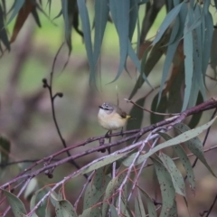 Acanthiza chrysorrhoa (Yellow-rumped Thornbill) at Mount Painter - 30 Jun 2020 by Tammy