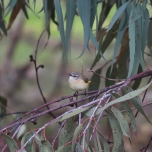 Acanthiza chrysorrhoa at Cook, ACT - 30 Jun 2020 12:20 PM