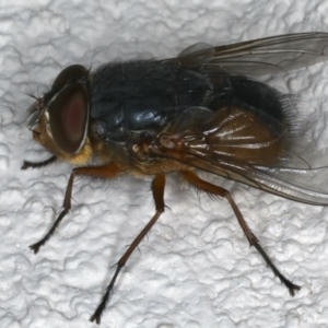 Calliphora augur at Ainslie, ACT - 27 Nov 2019