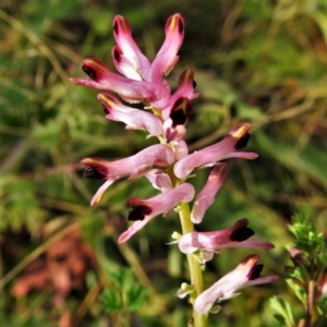 Fumaria muralis subsp. muralis at Tennent, ACT - 30 Jun 2020