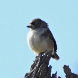 Aphelocephala leucopsis at Sutton, NSW - 28 Jun 2020