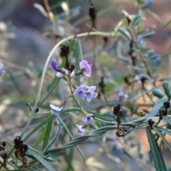 Glycine clandestina (Twining Glycine) at Isaacs Ridge and Nearby - 30 Jun 2020 by Mike