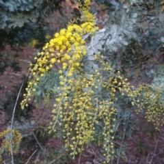 Acacia baileyana (Cootamundra Wattle, Golden Mimosa) at Isaacs Ridge and Nearby - 30 Jun 2020 by Mike