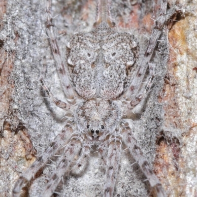 Tamopsis sp. (genus) (Two-tailed spider) at Hackett, ACT - 26 Jun 2020 by TimL