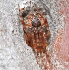 Araneus sp. (genus) (Orb weaver) at Hackett, ACT - 26 Jun 2020 by TimL