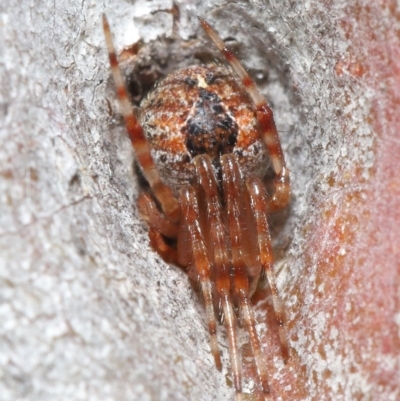Araneus sp. (genus) (Orb weaver) at Hackett, ACT - 26 Jun 2020 by TimL