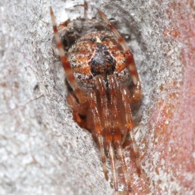 Araneus sp. (genus) (Orb weaver) at ANBG - 26 Jun 2020 by TimL