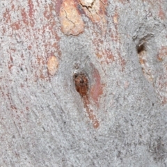 Araneus sp. (genus) at Hackett, ACT - 26 Jun 2020