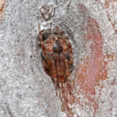 Araneus sp. (genus) at Hackett, ACT - 26 Jun 2020