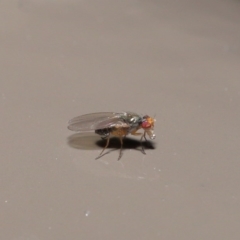 Diptera (order) at Acton, ACT - 30 Jun 2020