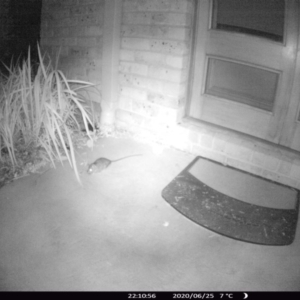 Rattus rattus at Morton, NSW - 25 Jun 2020 10:10 PM