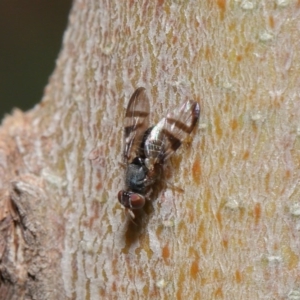 Rivellia sp. (genus) at Acton, ACT - 26 Jun 2020 12:37 PM