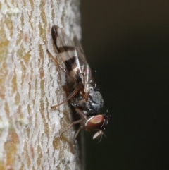 Rivellia sp. (genus) at Acton, ACT - 26 Jun 2020 12:37 PM