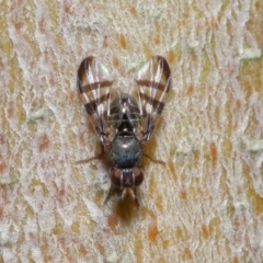 Rivellia sp. (genus) at Acton, ACT - 26 Jun 2020 12:37 PM