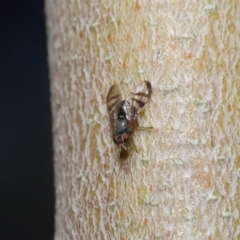 Rivellia sp. (genus) at Acton, ACT - 26 Jun 2020 12:37 PM