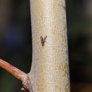 Rivellia sp. (genus) at Acton, ACT - 26 Jun 2020