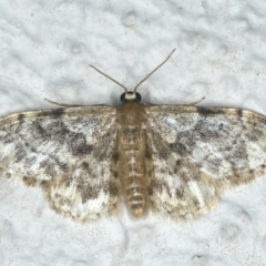 Idaea inquinata (Rusty Wave) at Ainslie, ACT - 27 Nov 2019 by jb2602