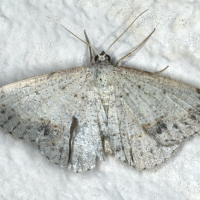 Taxeotis intextata (Looper Moth, Grey Taxeotis) at Ainslie, ACT - 27 Nov 2019 by jb2602