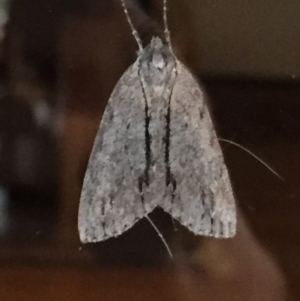 Chlenias banksiaria group at Aranda, ACT - 18 Jun 2020