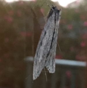 Chlenias banksiaria group at Aranda, ACT - 18 Jun 2020