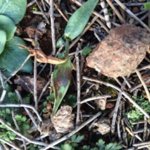 Diplodium sp. at Hackett, ACT - 1 Jul 2020