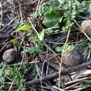 Diplodium sp. at Hackett, ACT - 1 Jul 2020